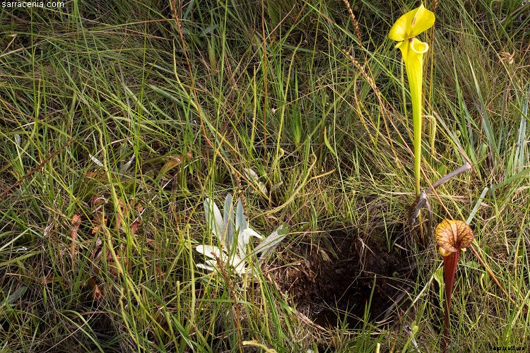 18 Insane Facts About Carnivorous Plants