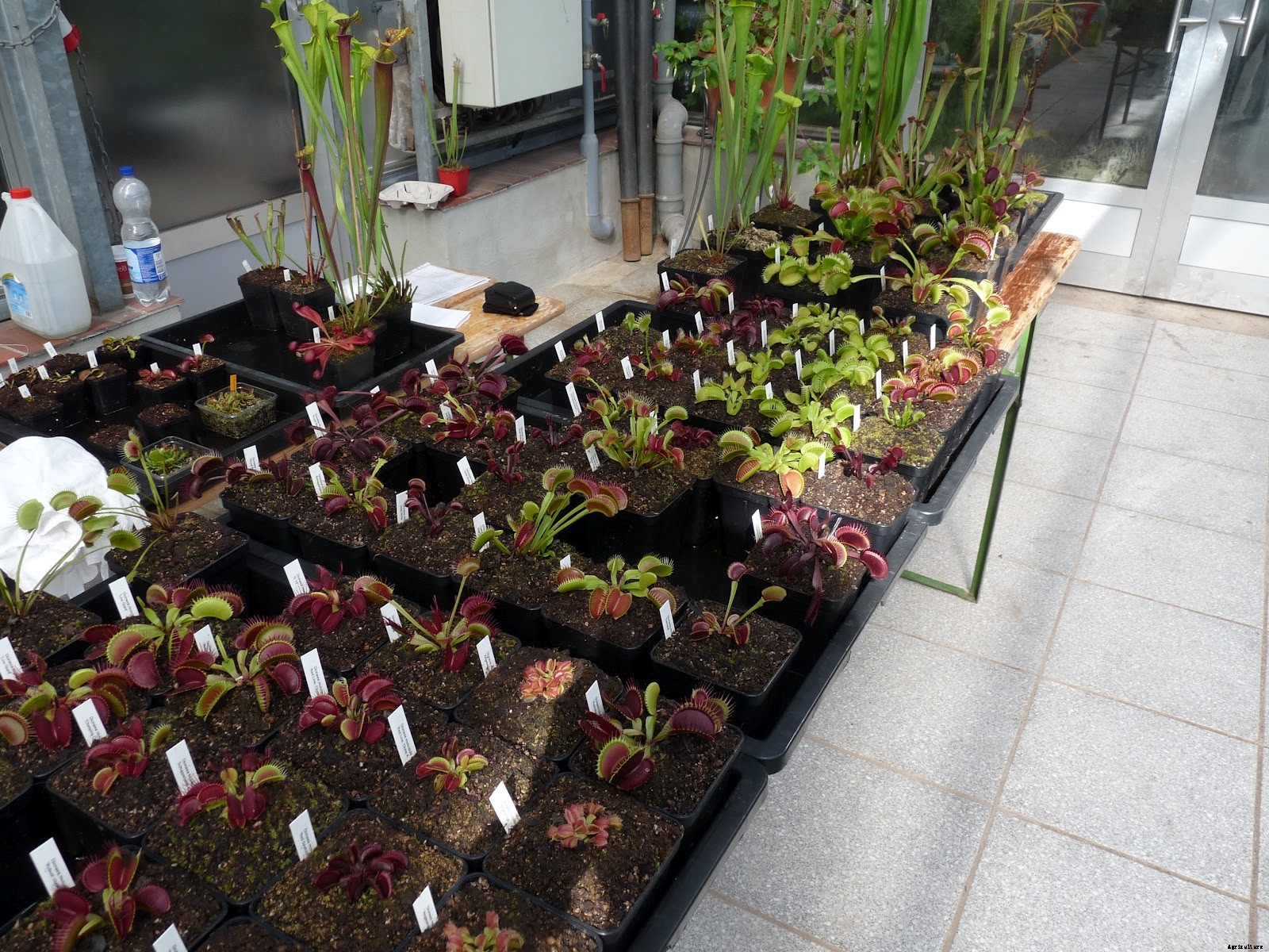 18 Insane Facts About Carnivorous Plants