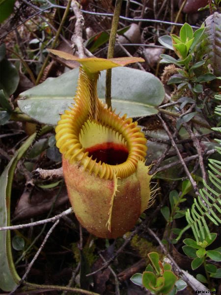 18 Insane Facts About Carnivorous Plants