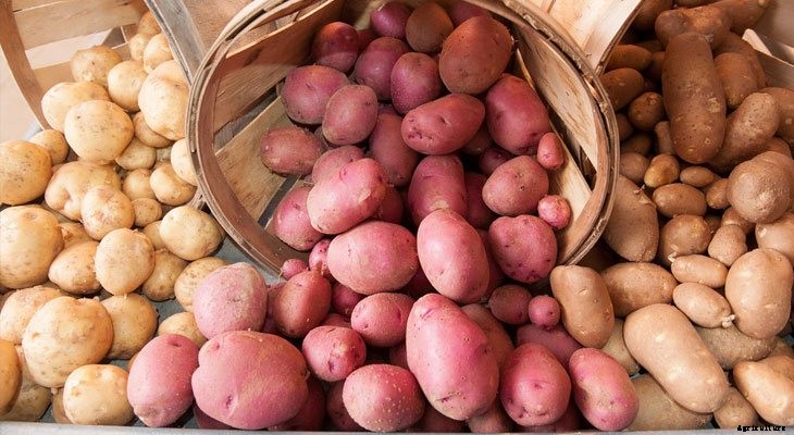 The 6 Best Veggies to Preserve (And How to Do It)