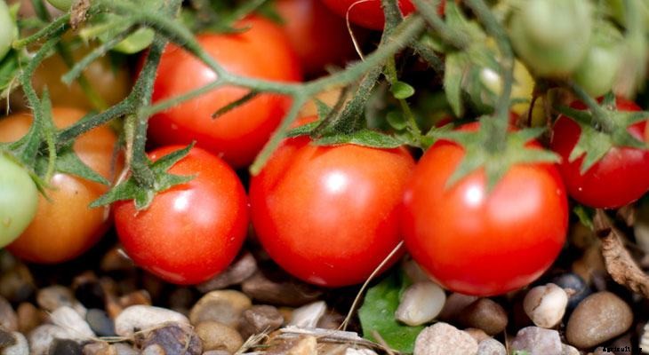 The 6 Best Veggies to Preserve (And How to Do It)