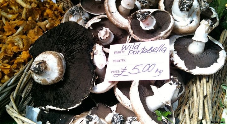 The 6 Best Veggies to Preserve (And How to Do It)