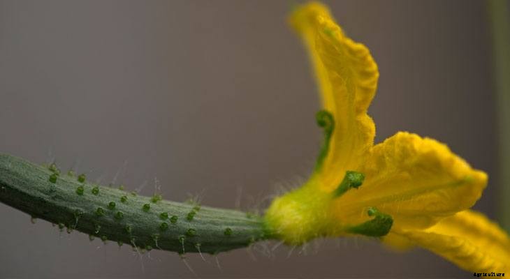 The 6 Best Veggies to Preserve (And How to Do It)