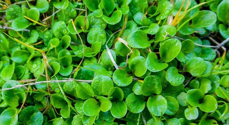 Zone by Zone: What To Plant in August