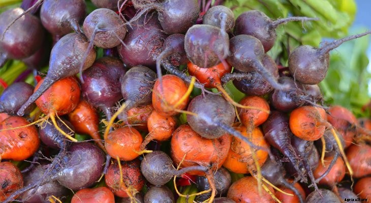 Zone by Zone: What To Plant in August