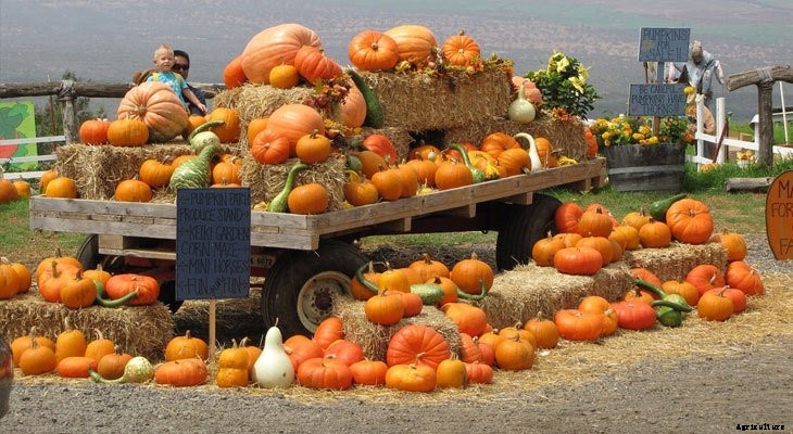 Zone by Zone: What To Plant in August