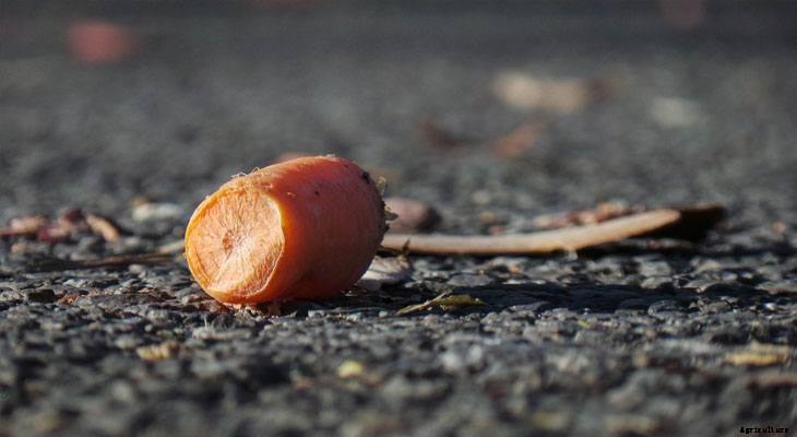 Zone by Zone: What To Plant in August