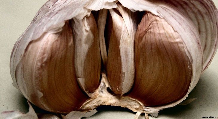 Zone by Zone: What To Plant in August