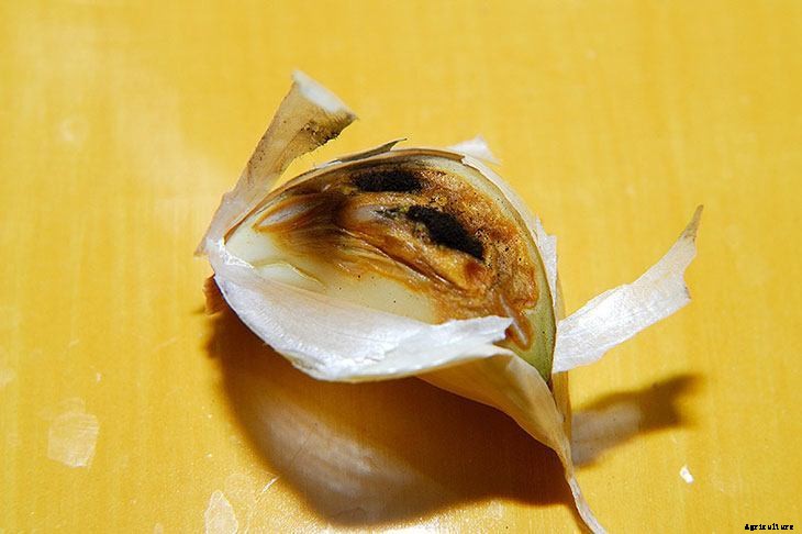 6 Different Methods for Storing Garlic