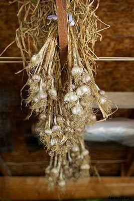 6 Different Methods for Storing Garlic