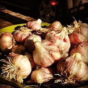 6 Different Methods for Storing Garlic