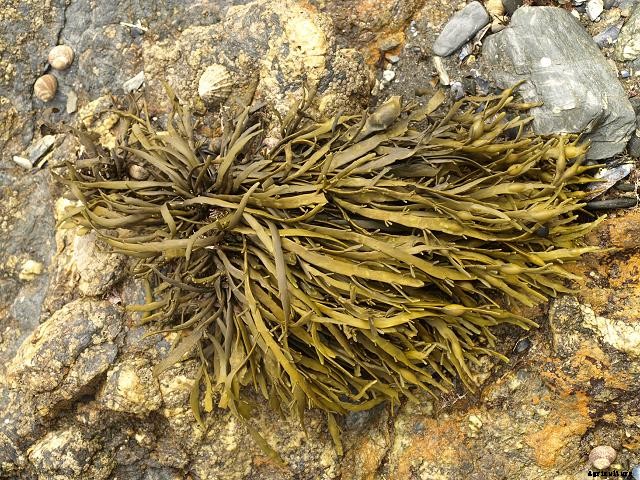The Many Benefits of Liquid Kelp Fertilizer