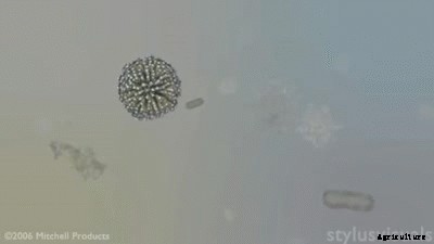 The Many Benefits of Liquid Kelp Fertilizer