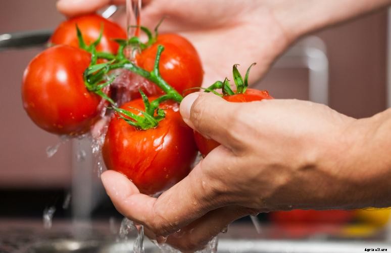How to Ripen Tomatoes: What Works and What Doesn’t