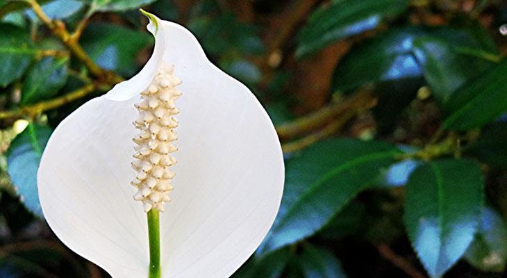 13 Best Plants to Help You Sleep