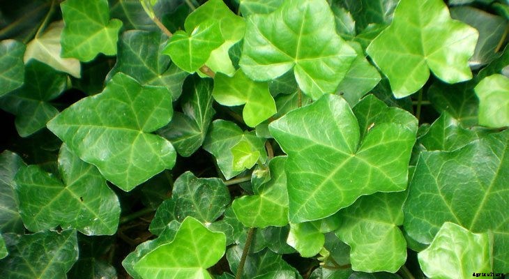 13 Best Plants to Help You Sleep