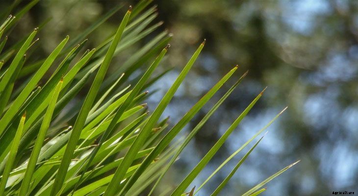 13 Best Plants to Help You Sleep