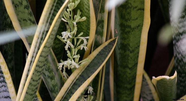 13 Best Plants to Help You Sleep