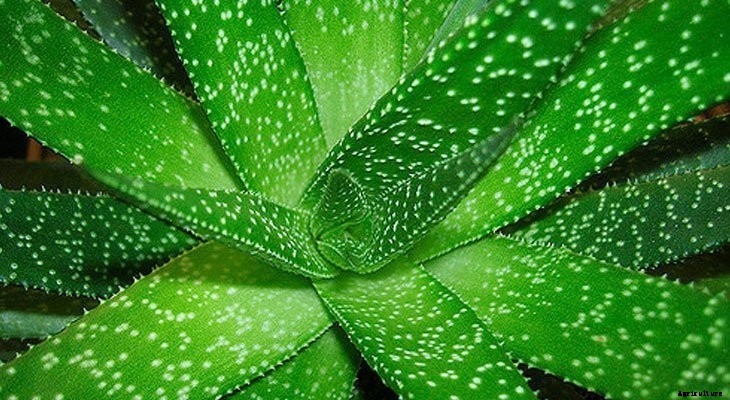 13 Best Plants to Help You Sleep