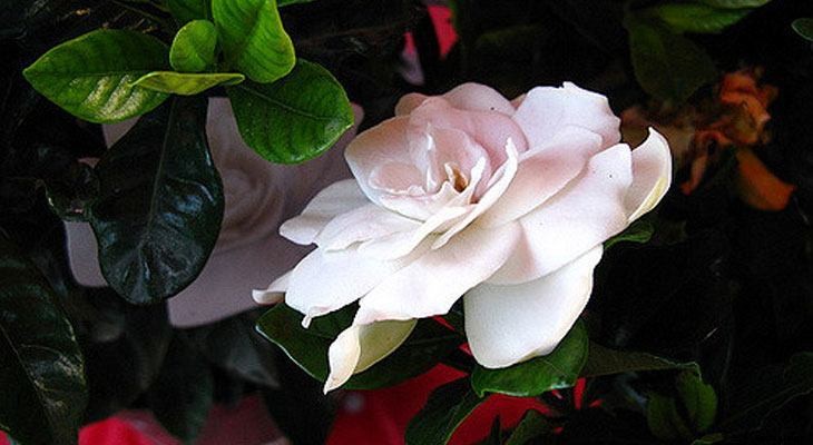 13 Best Plants to Help You Sleep