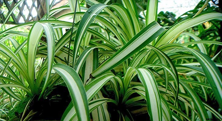 13 Best Plants to Help You Sleep