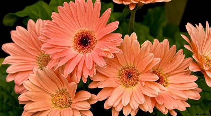 13 Best Plants to Help You Sleep