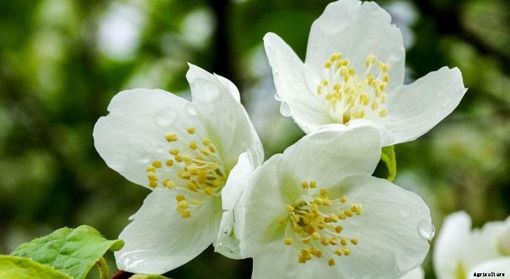 13 Best Plants to Help You Sleep