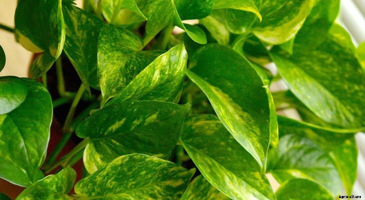 13 Best Plants to Help You Sleep
