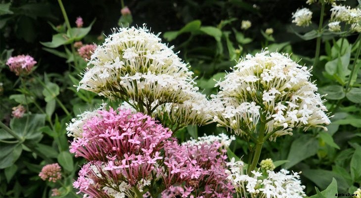 13 Best Plants to Help You Sleep