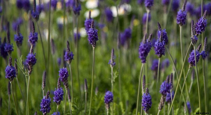 13 Best Plants to Help You Sleep
