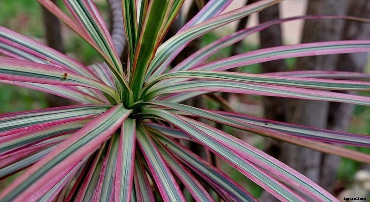 13 Best Plants to Help You Sleep