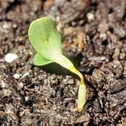 Caring for Your Plant Cuttings