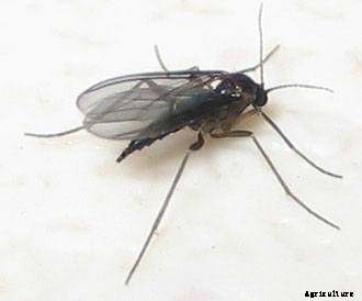 Caring for Your Plant Cuttings