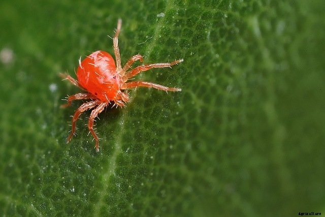 Caring for Your Plant Cuttings