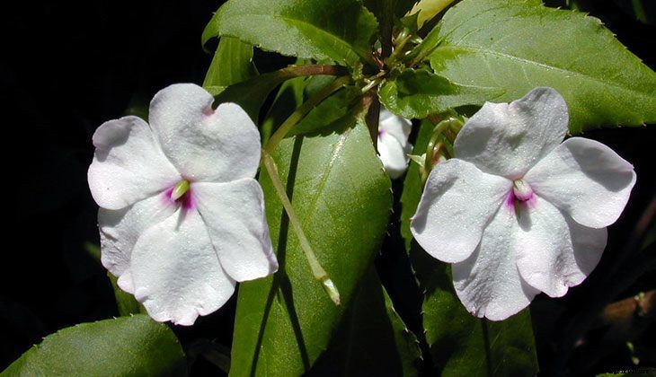 40+ Summer Flowers You Must Have In Your Garden