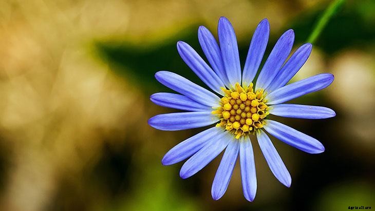 40+ Summer Flowers You Must Have In Your Garden