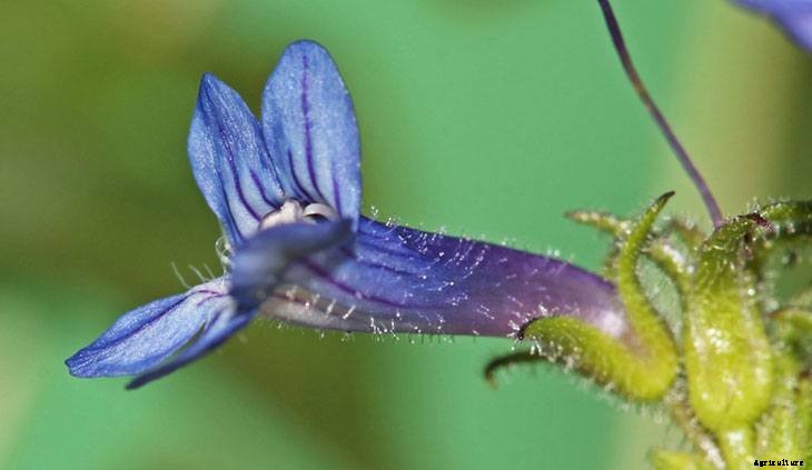 40+ Summer Flowers You Must Have In Your Garden