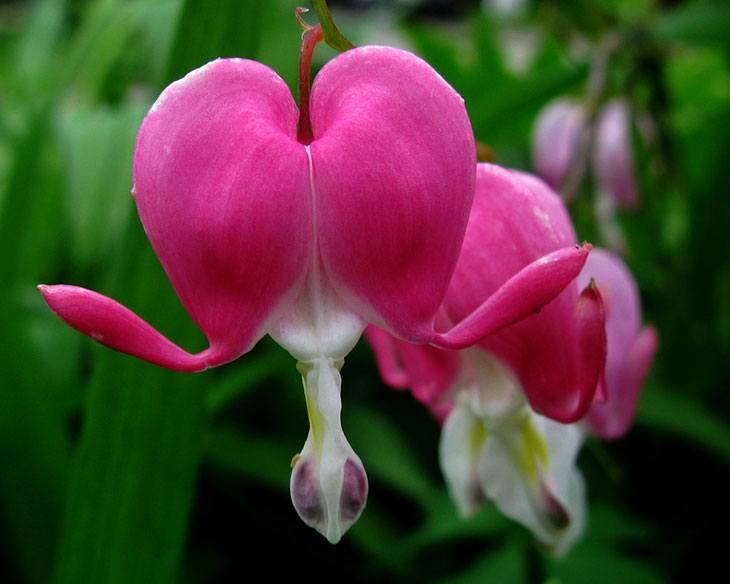 40+ Summer Flowers You Must Have In Your Garden