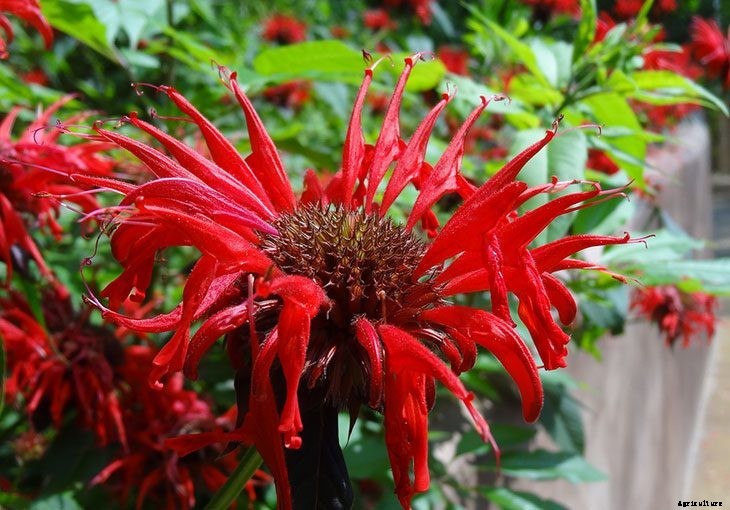 40+ Summer Flowers You Must Have In Your Garden