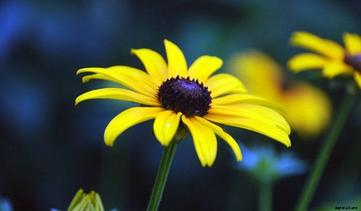 40+ Summer Flowers You Must Have In Your Garden