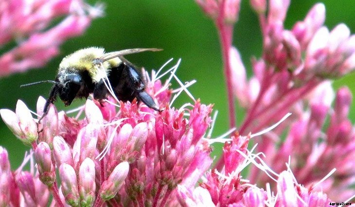 40+ Summer Flowers You Must Have In Your Garden