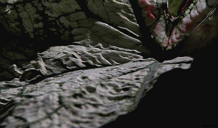 40+ Summer Flowers You Must Have In Your Garden