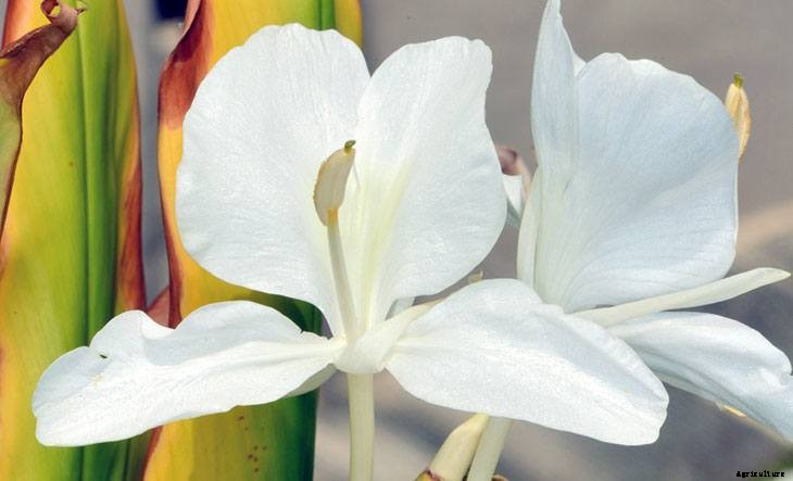 40+ Summer Flowers You Must Have In Your Garden