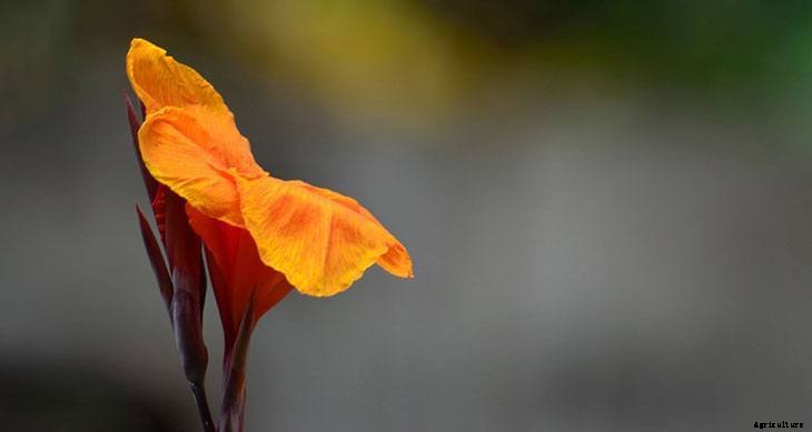 40+ Summer Flowers You Must Have In Your Garden