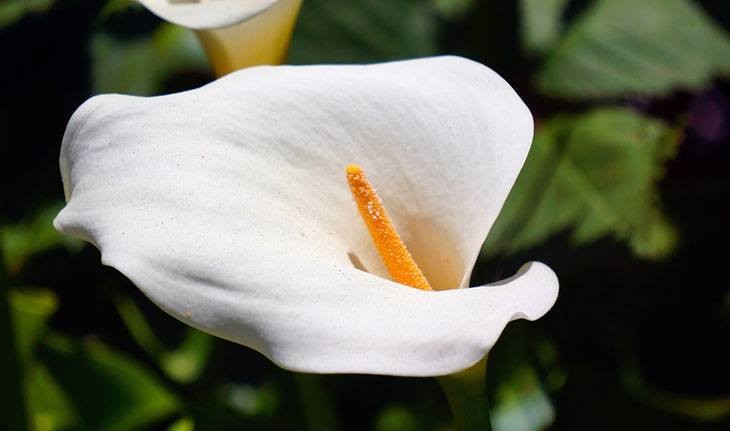 40+ Summer Flowers You Must Have In Your Garden