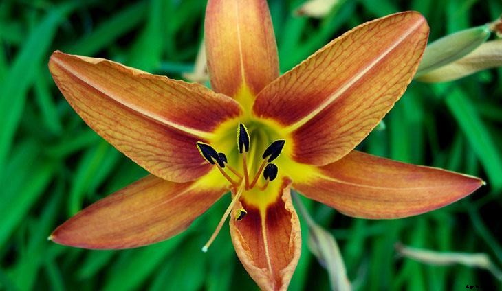 40+ Summer Flowers You Must Have In Your Garden