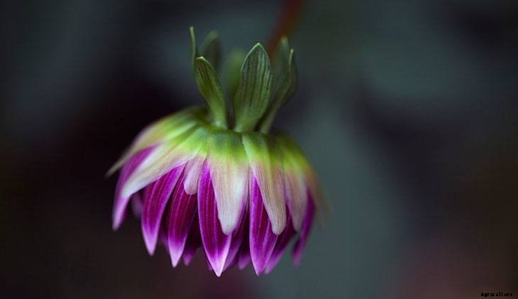 40+ Summer Flowers You Must Have In Your Garden