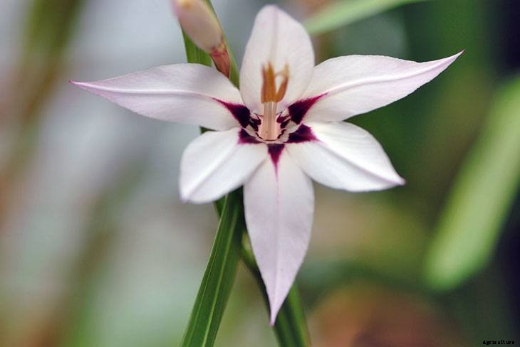 40+ Summer Flowers You Must Have In Your Garden