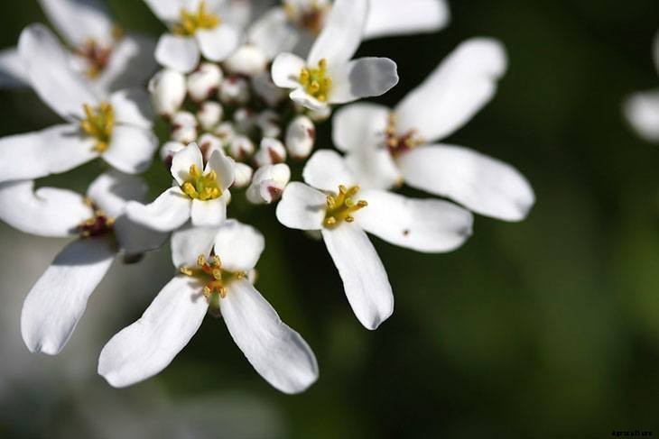 40+ Summer Flowers You Must Have In Your Garden