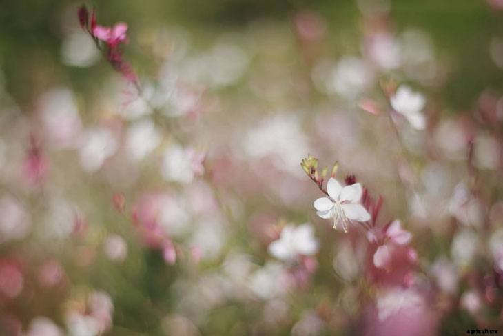 40+ Summer Flowers You Must Have In Your Garden